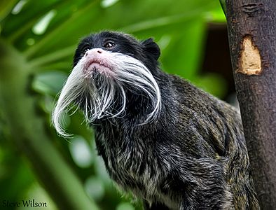 Emperor Tamarin (EXPLORE) (9714001143)