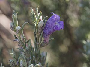 Eremophila pantonii.jpg