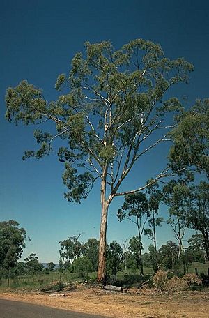 Eucalyptus dawsonii habit.jpg