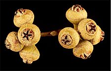 Eucalyptus ewartiana fruit