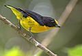 Euphonia violacea-2