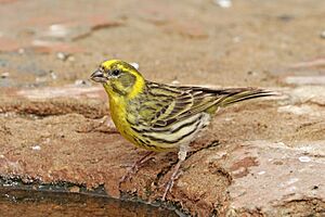 European serin (Serinus serinus) male.jpg