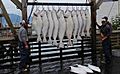 Fishermen with their halibut