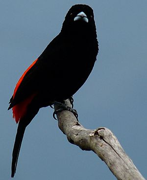 Flame-rumped Tanager (Ramphocelus flammigerus) male.jpg