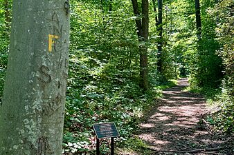 Founders' Walk, Institute Woods, Princeton, NJ