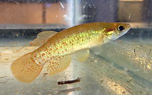 Fundulus chrysotus UMFS 2.jpg