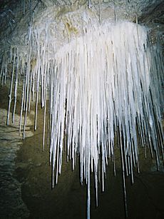 Gardeners Guts Speleothem Straws