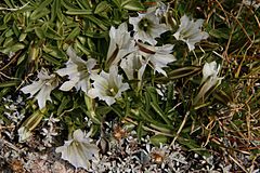 Gentiana algida arctic gentians