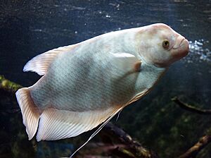 Giant gourami