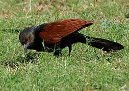 Greater Coucal (Centropus sinensis) in Hyderabad W IMG 8963