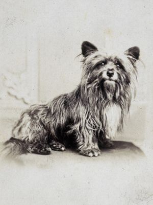 Greyfriars Bobby (cropped)