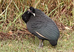 G. p. edouardi in Hluhluwe–iMfolozi Park, South Africa