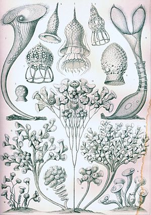 Haeckel Ciliata.jpg