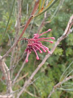 Hakea strumosa flowers.jpg