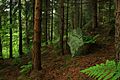 Hardcastle Crags 1