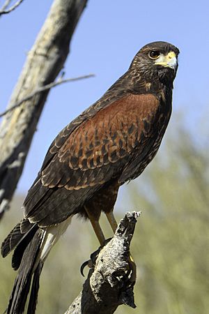 Harris's Hawk (Parabuteo unicinctus) 3 of 4 in set.jpg