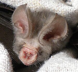 Hipposideros caffer, b, Usakos.jpg