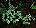 Indigofera micrantha, loof, Krantzkloof NR