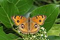 Junonia almana 07491