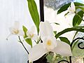 Lycaste virginalis forma Alba