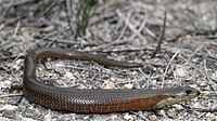 Mainland She-oak Skink (Cyclodomorphus michaeli) (8397228981).jpg