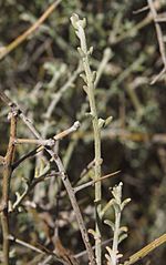 Maireana aphylla foliage