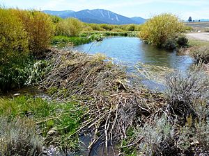 Martis Creek beaver dam 2012-10.jpg