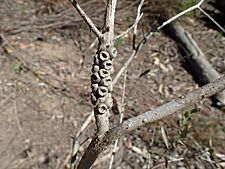 Melaleuca macronychia fruits (ANBG)