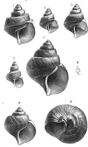 More Mollusks of the genus Neothauma