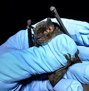 Myotis grisescens photo.jpg