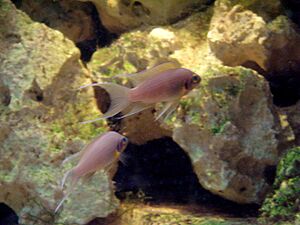 Neolamprologus pulcher (Wroclaw zoo).JPG