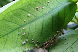 Nest of tailorbird