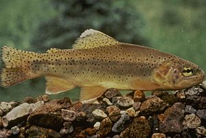 Oncorhynchus gilae.jpg