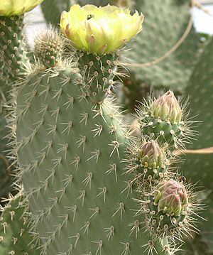 Opuntia leucotricha Bl.jpg