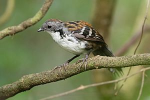 Orthonyx temminckii - Kembla Heights.jpg