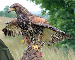 Parabuteo unicinctus falconry