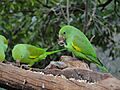 Periquito-rico (Brotogeris tirica)