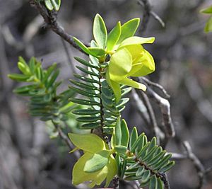 Pimelea aeruginosa.jpg