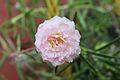 Portulaca flowers 05