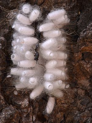 Pteromalid hyperparasitoid