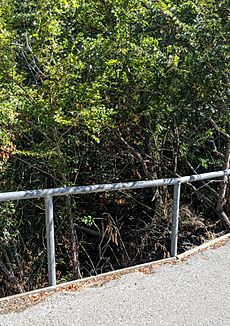 Purisima Creek entering Los Altos