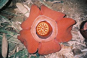 Rafflesia kerrii flower.jpg