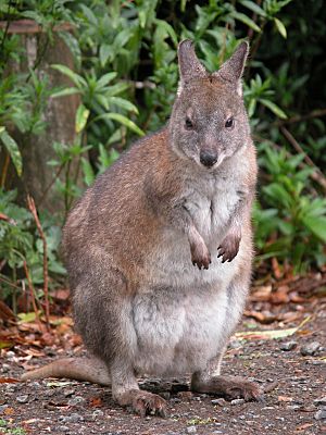 RedNeckedPademelon-front-800