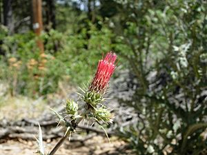 Red Thistle 1.JPG