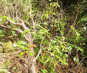 Rhipogonum scandens 11.JPG