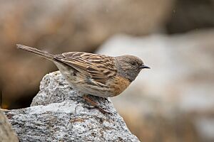 Robin Accentor Male