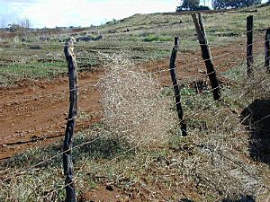 Salsola tragus tumbleweed