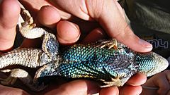 Sceloporus magister ventral