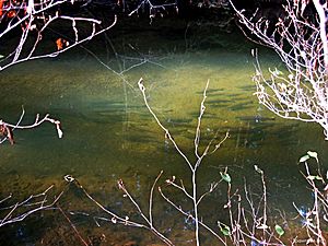 School of Coho Salmon