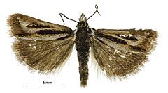 Scoparia s.l. subita male.jpg